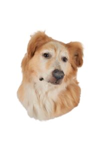 taxidermy of an old dog's face.